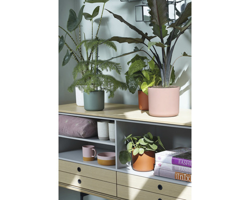 Decoratief dressoir met planten en woonaccessoires voor binnenshuis
