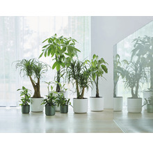Kamerplanten in witte en groene plantenbakken in een heldere ruimte.