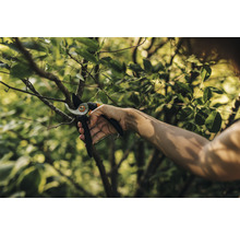 Persoon snoeit een tak met een tuinschaar.