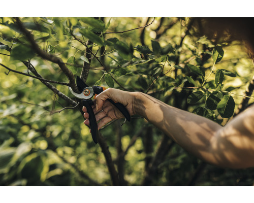 Persoon snoeit een tak met een tuinschaar.