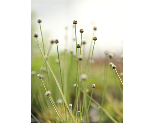 Close-up van siergras in de tuin