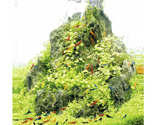 Aquarium met stenen opbouw, waterplanten en siershrimps