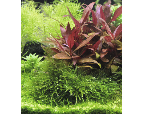 Aquariumplanten met groene en roodachtige bladeren