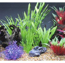 Decoratief aquarium met planten, stenen, wortelhout en vissen