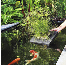 Vijvertafereel met waterplanten op een drijvend platform en koi in het water