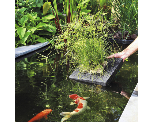 Vijvertafereel met waterplanten op een drijvend platform en koi in het water