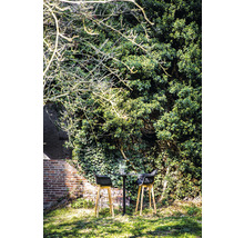 Tuinscène met bistrotafel en twee barkrukken voor een begroeide muur