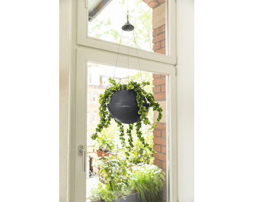 Hangplant in een pot aan het raam