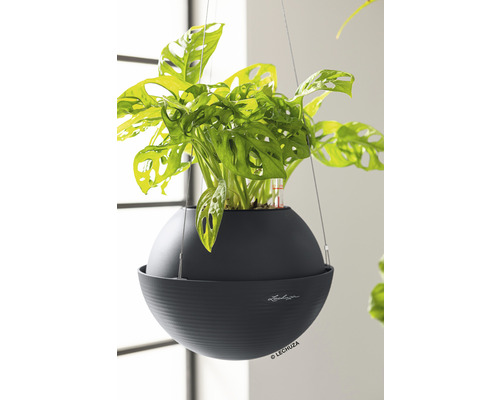 Hangplant in een ronde, donkere pot met bewateringssysteem van het merk Lechuza