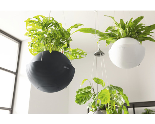 Hangende kamerplanten in ronde plantenbakken met Lechuza logo.