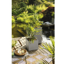 Scene met twee vierkante plantenbakken met palmbomen op een houten terras aan een meer.