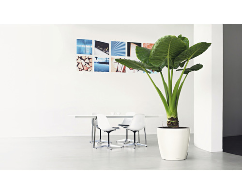 Lichte, moderne kantoorinrichting met kamerplant in pot, tafel, stoelen en wanddecoratie