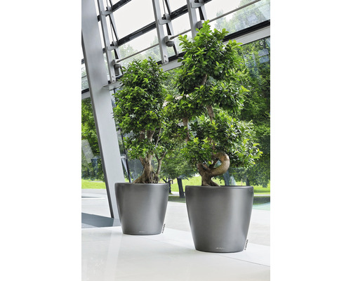 Twee groene bonsai boompjes in grijze plantenbakken staan op een lichte vloer.