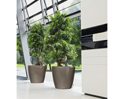 Twee kamerplanten in potten binnenshuis