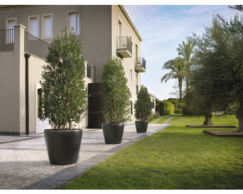 Buitenfoto met vier olijfbomen in plantenbakken voor een gebouw met gazon.