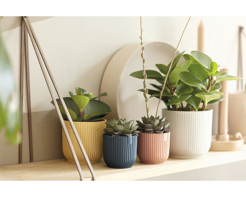 Decoratieve kamerplanten in geribbelde sierpotten op een plank