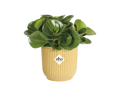 Kamerplant met pot