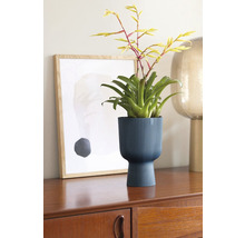 Kamerplant in geribbelde plantenbak op dressoir