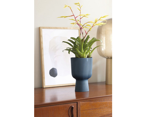 Kamerplant in geribbelde plantenbak op dressoir