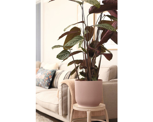 Kamerplant in een geribbelde plantenbak op een bijzettafel, voor een bank