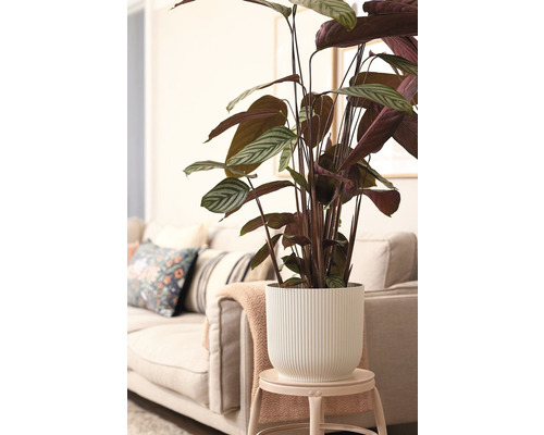 Kamerplant in geribbelde plantenbak op kruk voor bank