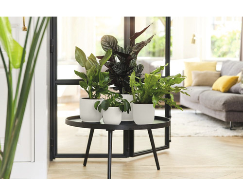 Kamerplanten in witte potten op een tafel in de woonkamer