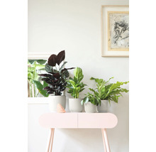 Diverse kamerplanten in potten op een tafel