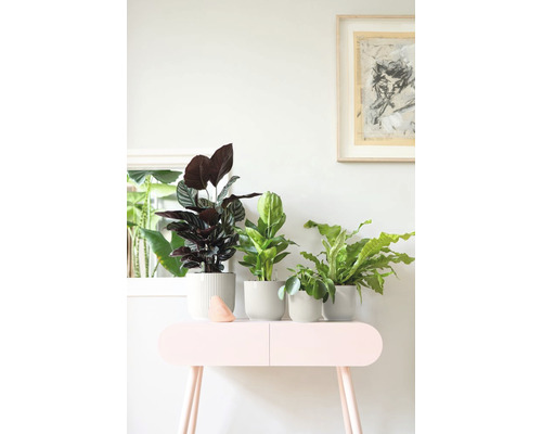 Diverse kamerplanten in potten op een tafel