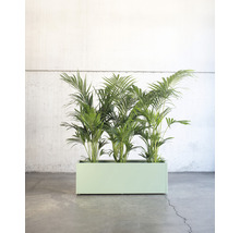 Plantenarrangement met groene planten in een rechthoekige plantenbak