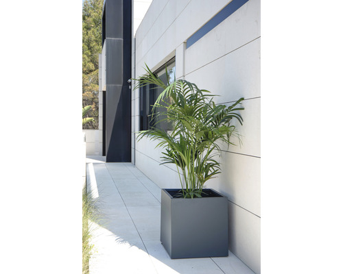 Buitenfoto van een Areca palm in een vierkante plantenbak