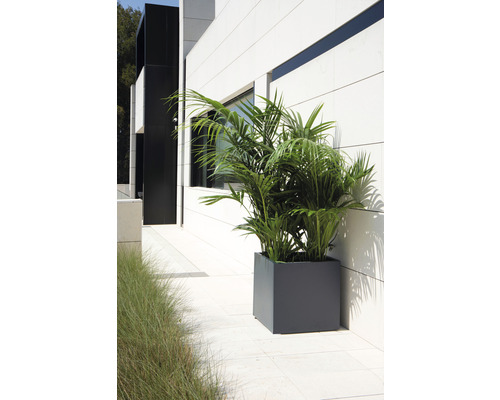 Buitenfoto met een Kentia palm in een grijze, vierkante plantenbak voor een gevel