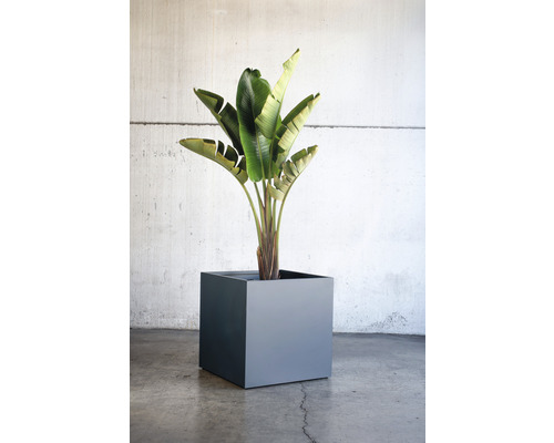 Plant in vierkante plantenbak