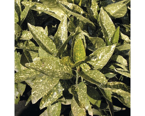 Detailopname van een Aucuba met gevlekte bladeren.