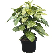 Aukube in pot