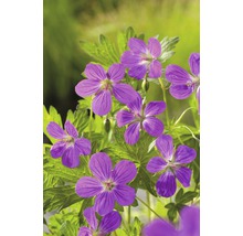 FLORASELF® Moerasooievaarsbek Geranium Palustris lila potmaat Ø 9 cm