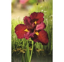 FLORASELF Rode Japanse Iris Iris louisiana ann chowning potmaat Ø 9,0 cm H 10-75 cm
