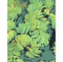 Close-up van mosselplanten in het water