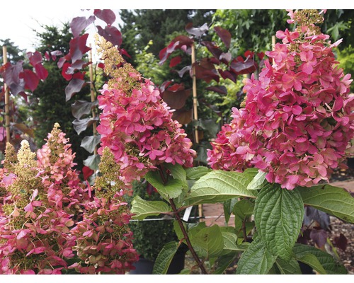 Pluimhortensia met roze bloemen