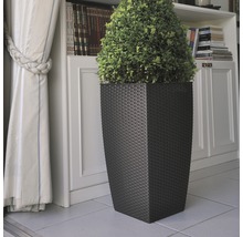 Decoratieve plant in een plantenbak met rotanlook