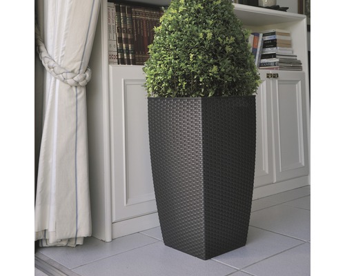 Decoratieve plant in een plantenbak met rotanlook