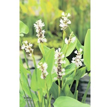 Bloeiende snoekkruidplant met groene bladeren