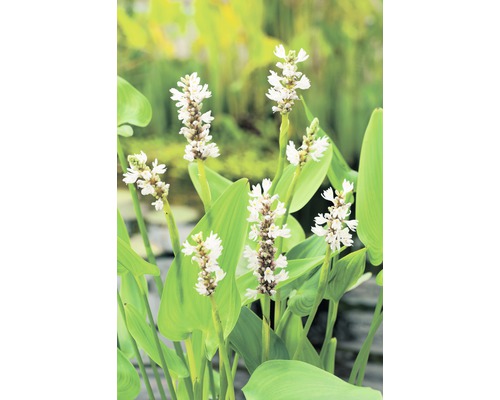 FLORASELF Moerashyacint Pontederia cordata 'Alba' potmaat Ø 18.0 cm H 10-60 cm Bloeiende snoekkruidplant met groene bladeren