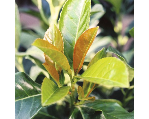 Laurierkers met bladeren