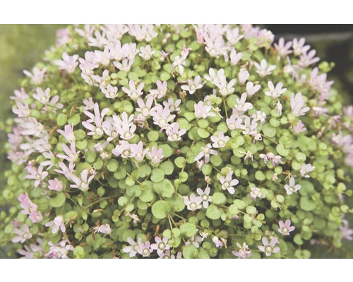 Close-up van een bosplant met groene bladeren en kleine bloemen
