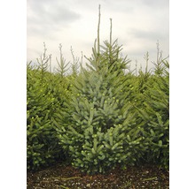 Veld met jonge blauwsparren