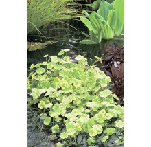Tuin met vijver en diverse waterplanten