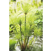 Papyrusgras in de tuinvijver