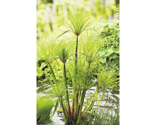 Papyrusgras in de tuinvijver