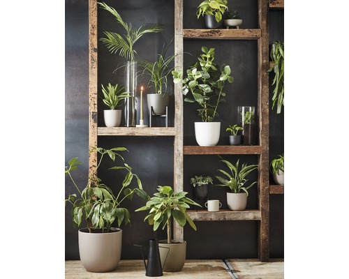 Decoratieve kamerplanten in potten op een houten rek.