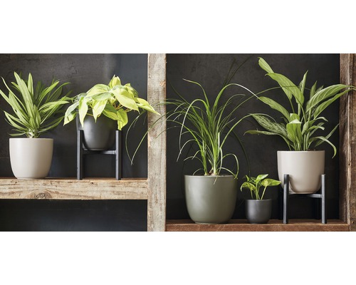Diverse kamerplanten in bloempotten op een houten plank